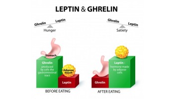 Your Weight is controlled by 4 Important Hormones in the Body